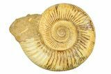 Polished Jurassic Ammonite (Kranosphinctes) - Madagascar #293944-1